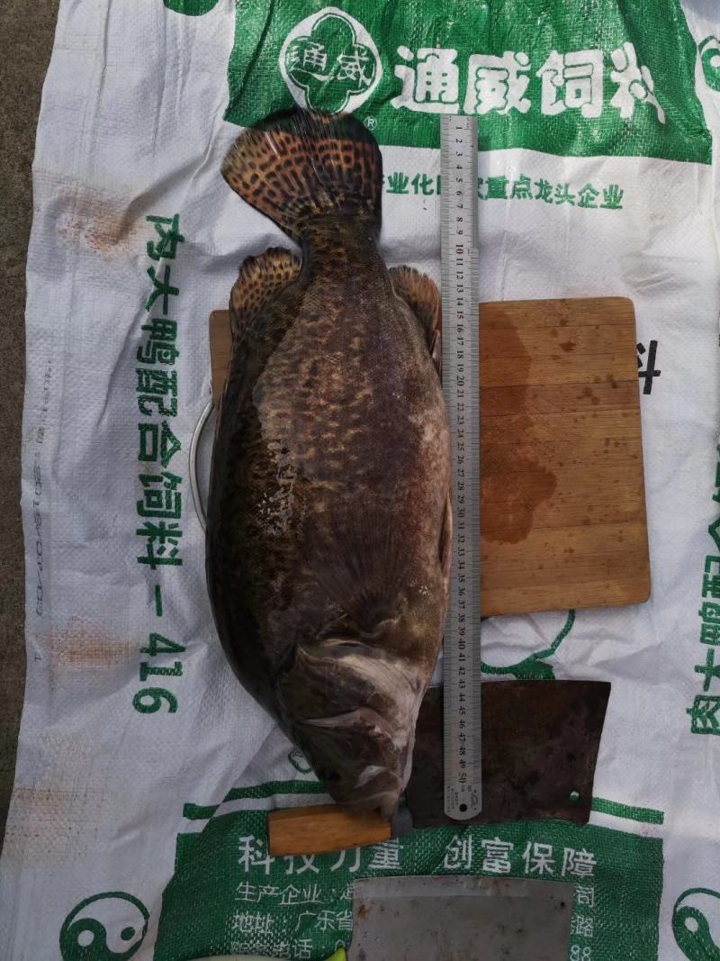 桂花鱼苗，鳜鱼苗，优质良种，规格齐全，己训过料场地直供。