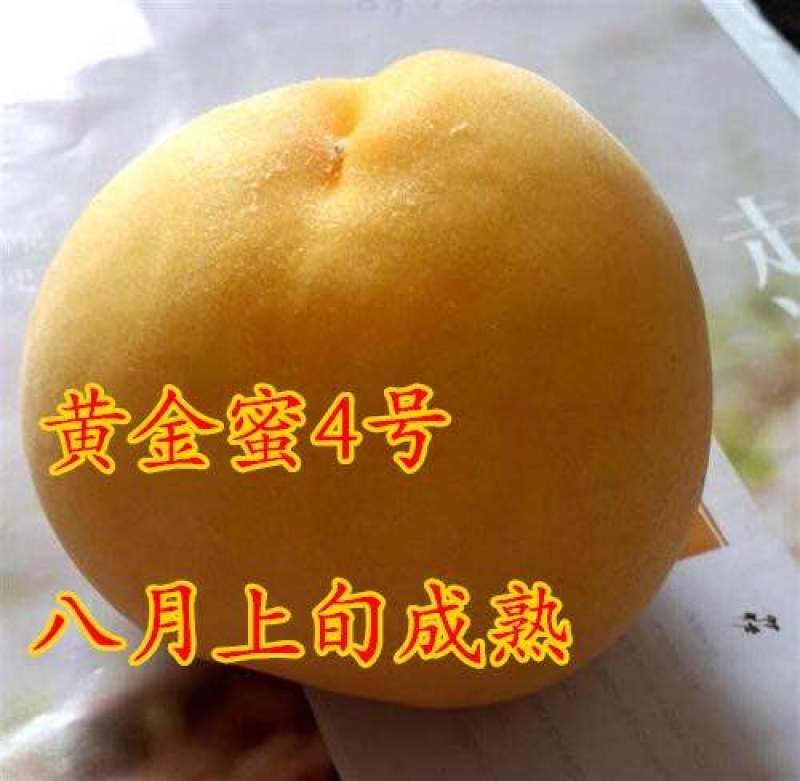 桃树苗水密黄桃-蟠桃-黑桃-冬桃-血桃-可签合同假一陪万