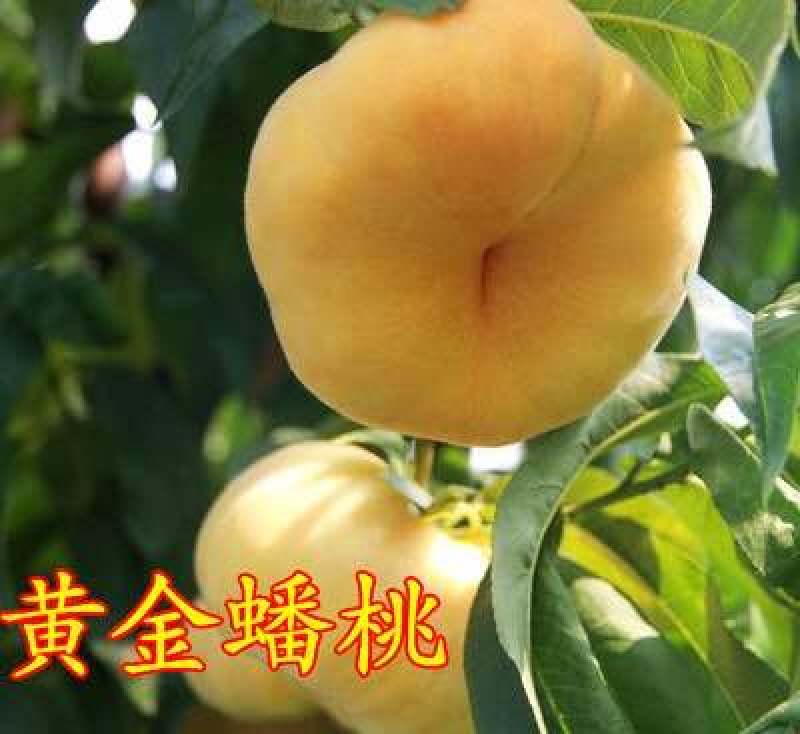 桃树苗水密黄桃-蟠桃-黑桃-冬桃-血桃-可签合同假一陪万