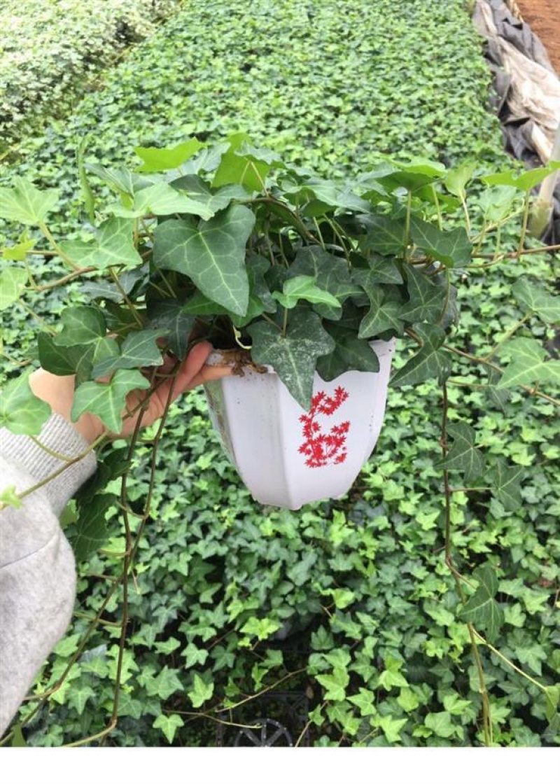 【精品】常春藤绿化地被背景墙质量保证一件起批