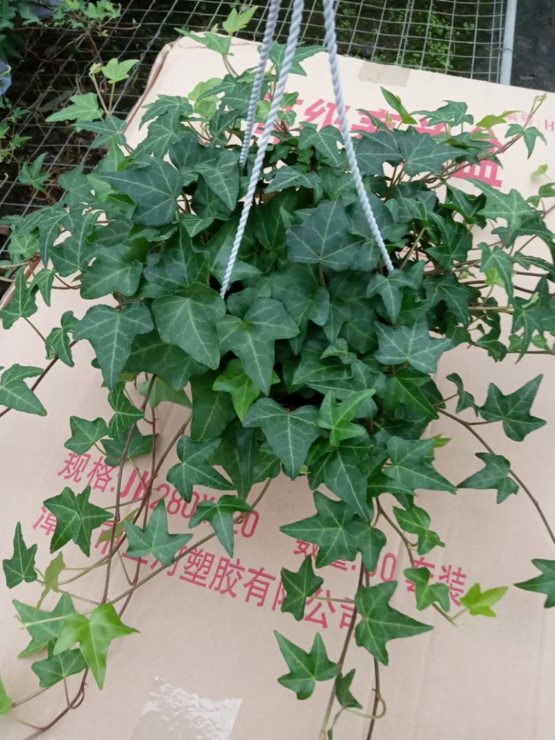 【精品】常春藤绿化地被背景墙质量保证一件起批