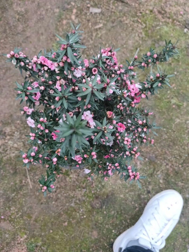 【精品】松红梅质量保证一件起批支持现场视频看货