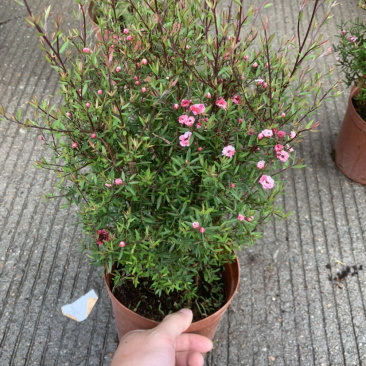 【精品】松红梅质量保证一件起批支持现场视频看货
