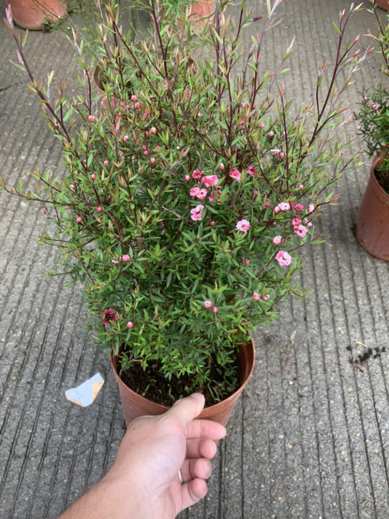 【精品】松红梅质量保证一件起批支持现场视频看货