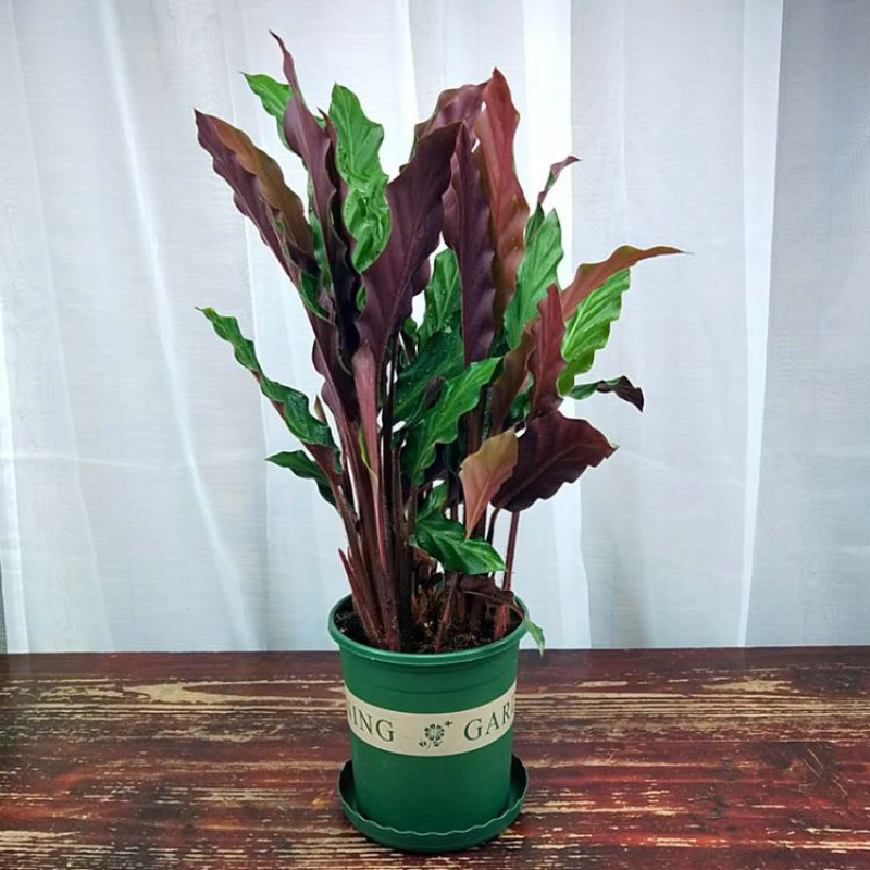 精品紫背波浪竹芋盆栽，一手货源质量保证
