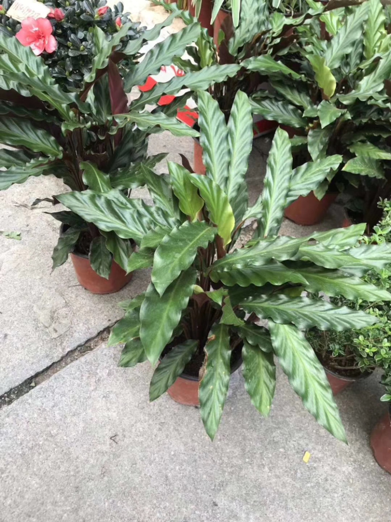 精品紫背波浪竹芋盆栽，一手货源质量保证