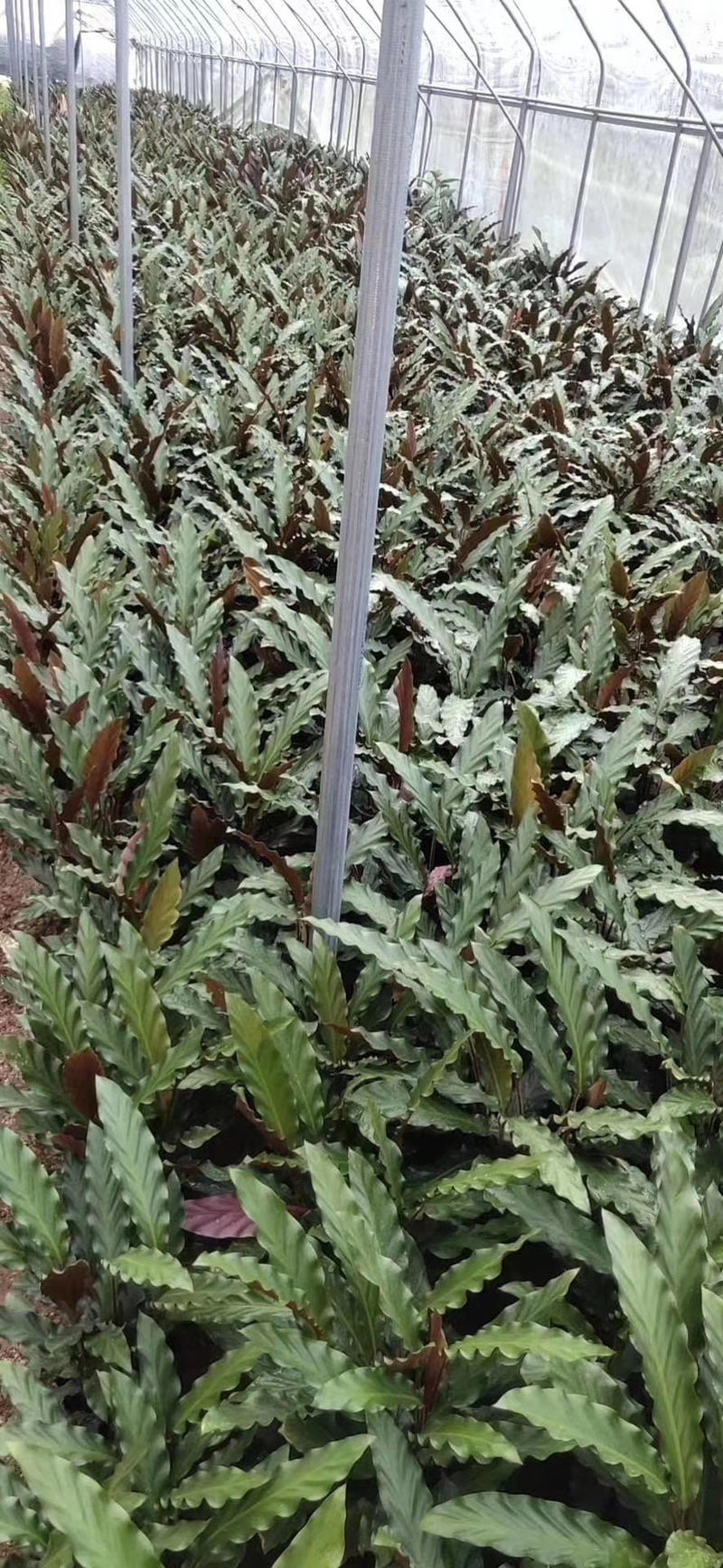 精品紫背波浪竹芋盆栽，一手货源质量保证
