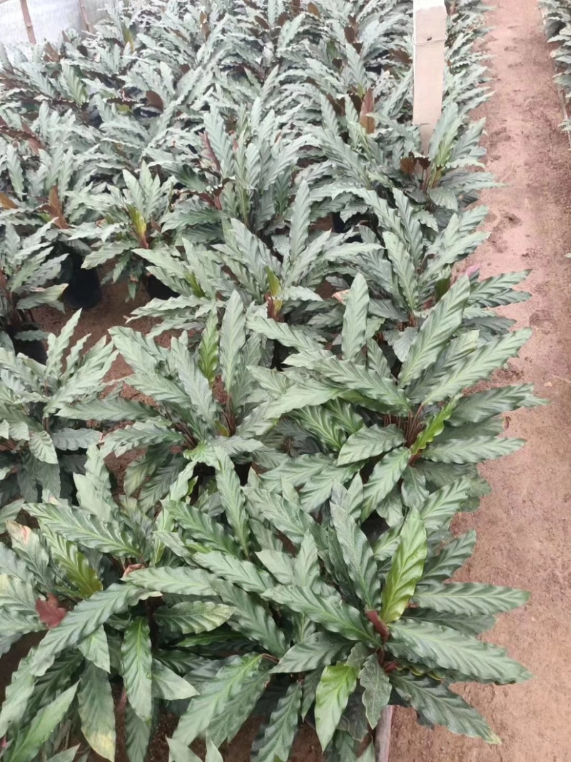 精品紫背波浪竹芋盆栽，一手货源质量保证