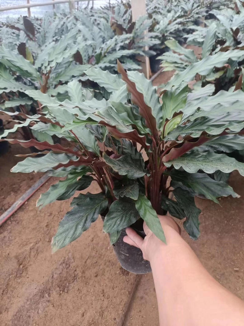 精品紫背波浪竹芋盆栽，一手货源质量保证