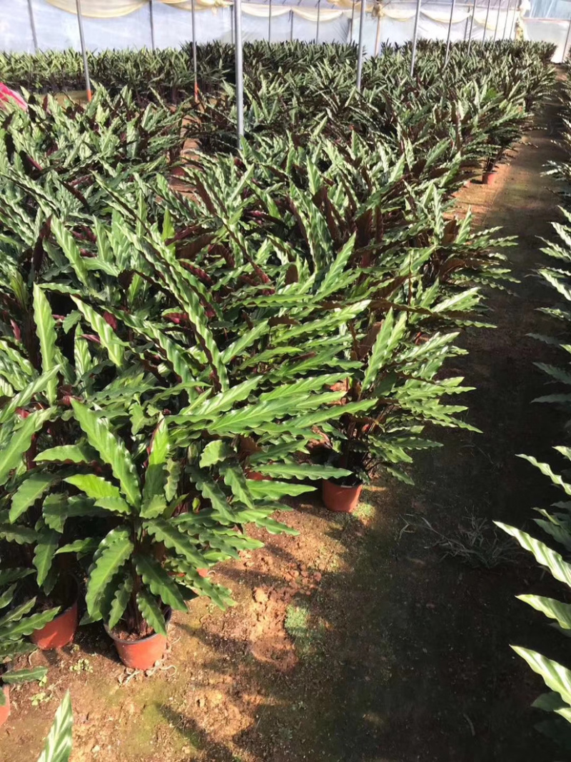 精品紫背波浪竹芋盆栽，一手货源质量保证