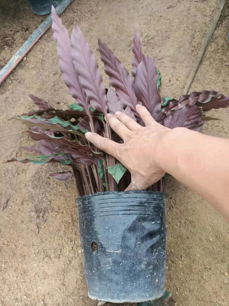 精品紫背波浪竹芋盆栽，一手货源质量保证