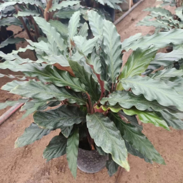 精品紫背波浪竹芋盆栽，一手货源质量保证