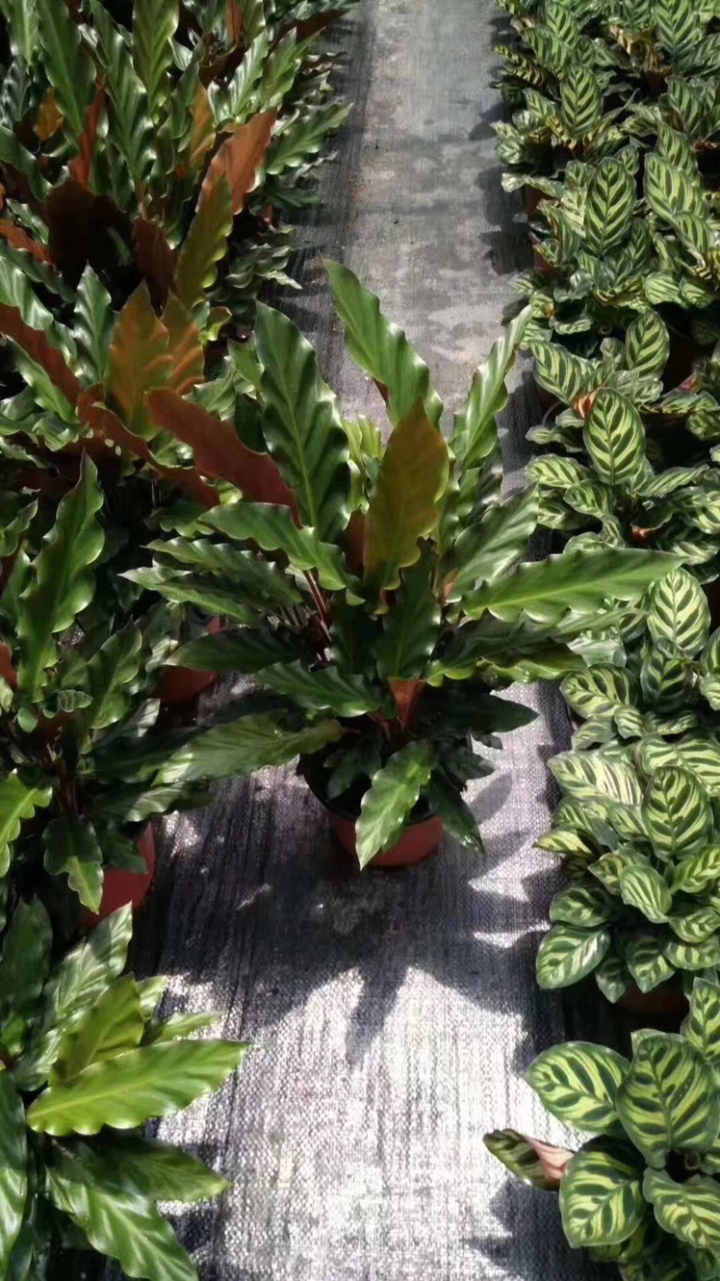 精品紫背波浪竹芋盆栽，一手货源质量保证