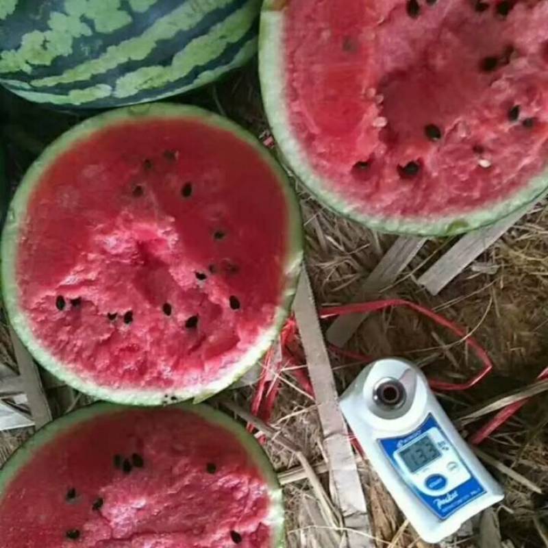 美都西瓜包熟包甜包质量