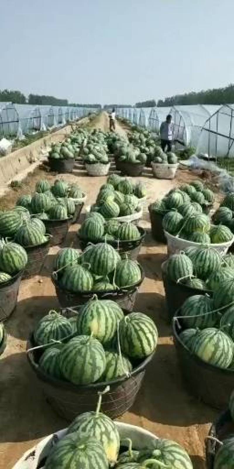 美都西瓜包熟包甜包质量