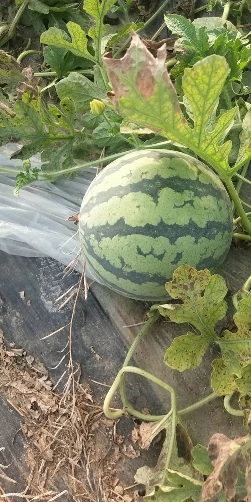 美都西瓜包熟包甜包质量