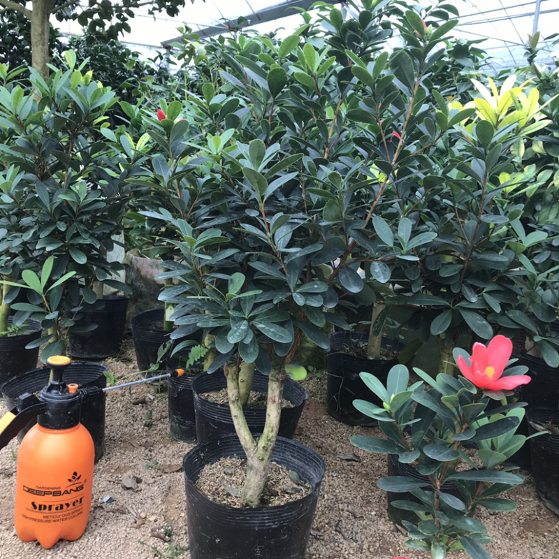 精品四季茶花又名四季杜鹃茶花诚信经营一件起批