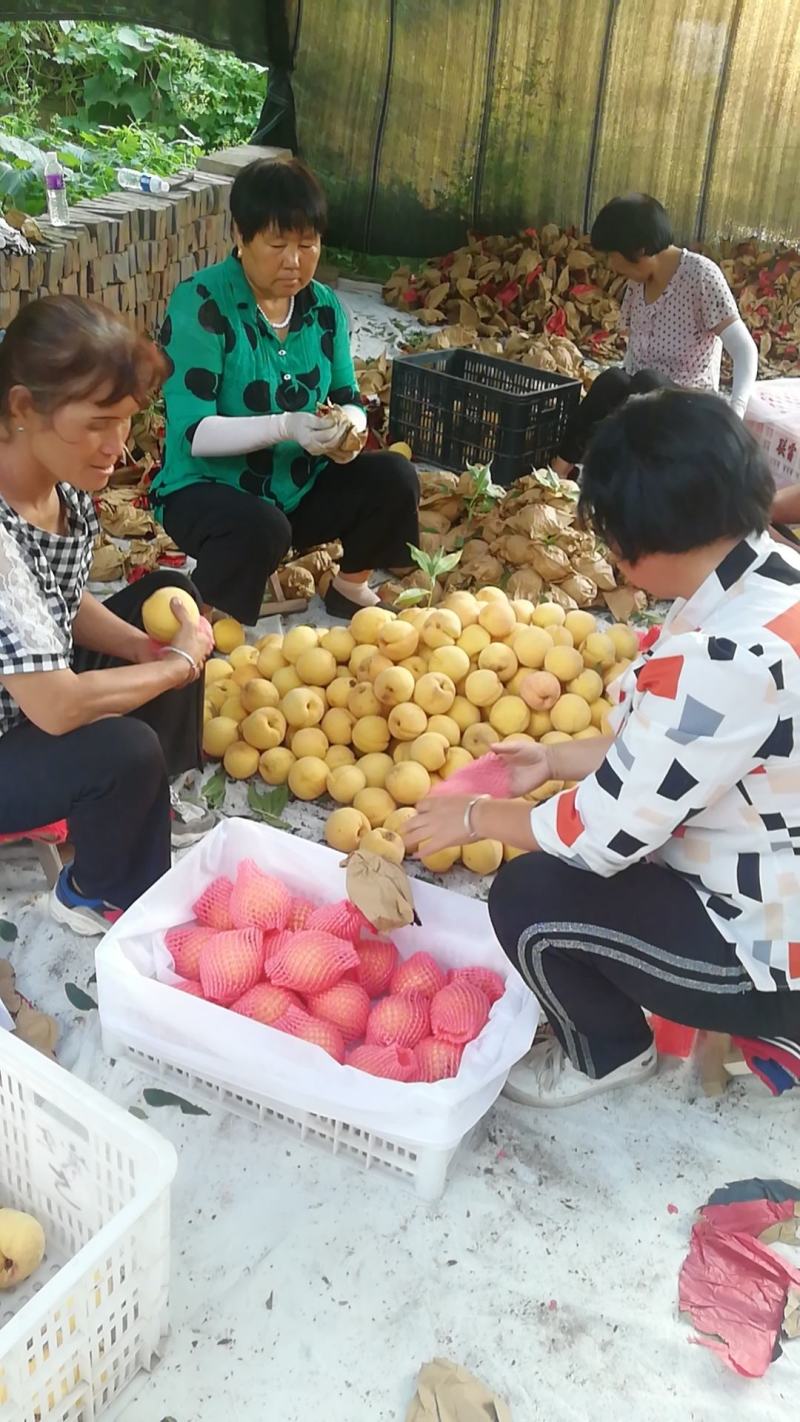 黄金蜜桃大量上市高山上桃口感甜果面细腻金黄色硬度好糖度高