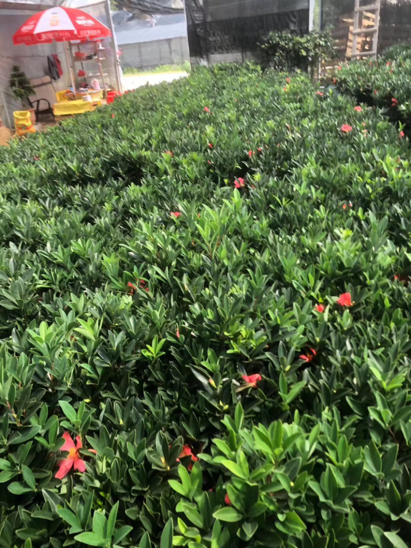 精品四季茶花又名四季杜鹃茶花诚信经营一件起批