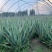 纳豆有机芦荟苗100棵起发