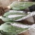 纳豆有机芦荟苗100棵起发