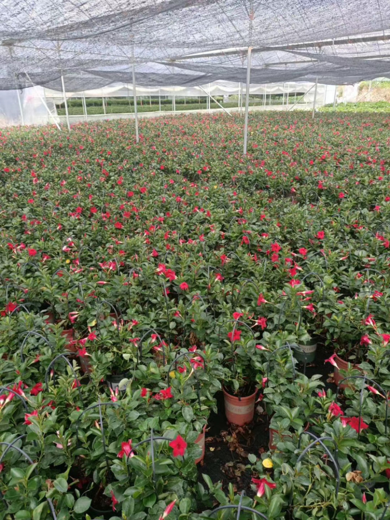 精品飘香藤双喜藤一手货源质量保证一件起批