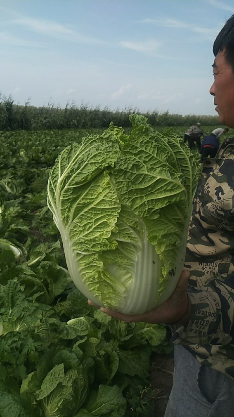 东北大白菜适合走市场