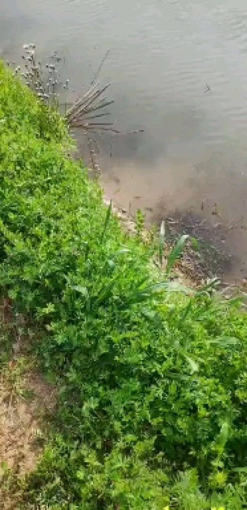水产种苗盱眙优质龙虾苗青苗塘口苗种虾种苗