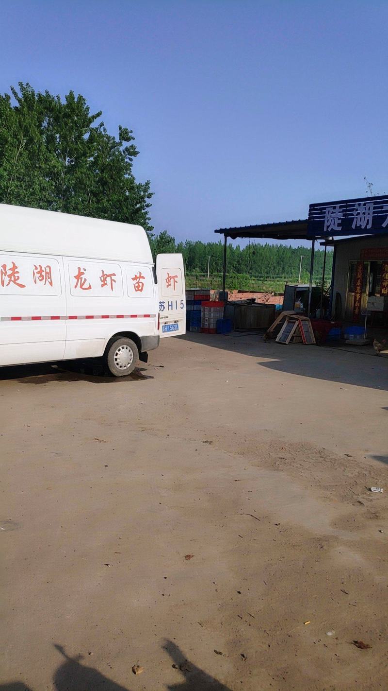 水产种苗盱眙优质龙虾苗青苗塘口苗种虾种苗