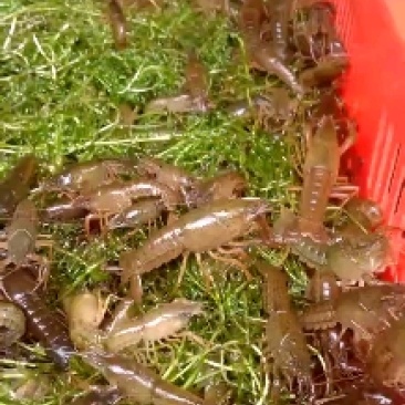 水产种苗盱眙优质龙虾苗青苗塘口苗种虾种苗