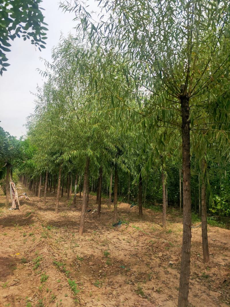 出售定杆发帽旱柳，8-12公分，基地直供，支现场看货