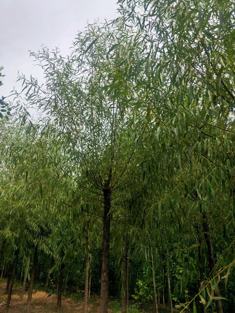 出售定杆发帽旱柳，8-12公分，基地直供，支现场看货