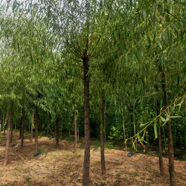 出售定杆发帽旱柳，8-12公分，基地直供，支现场看货