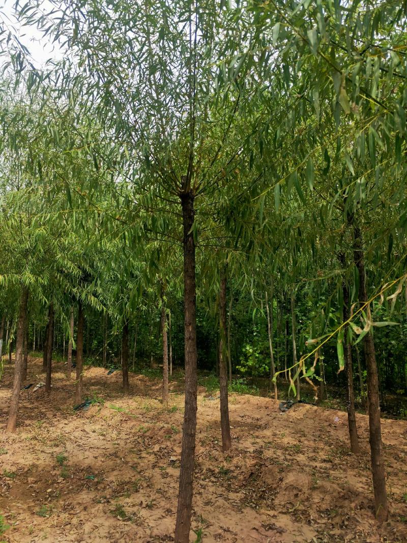 出售定杆发帽旱柳，8-12公分，基地直供，支现场看货