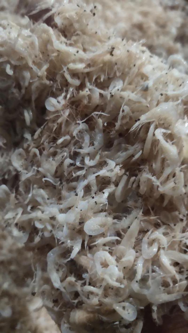 渤海湾咸虾皮，压板烘干，沾化虾皮，按需加工，欢迎合作