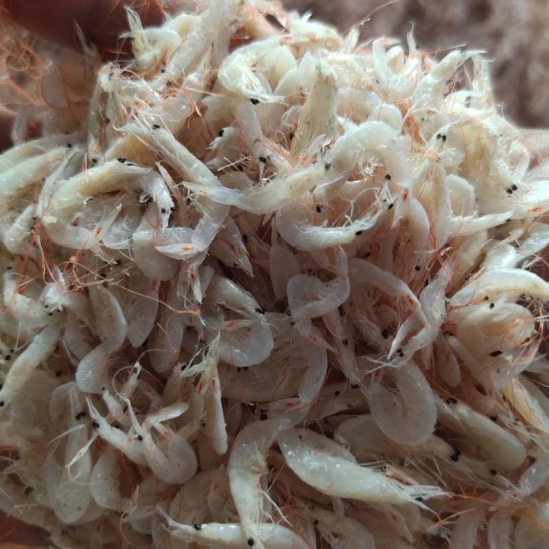 渤海湾咸虾皮，压板烘干，沾化虾皮，按需加工，欢迎合作