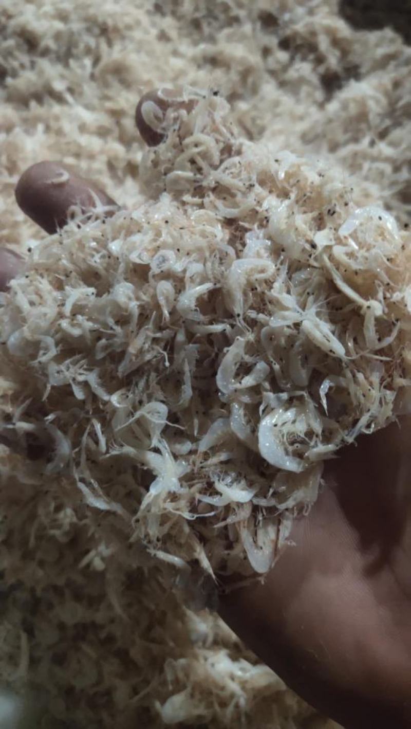 渤海湾咸虾皮，压板烘干，沾化虾皮，按需加工，欢迎合作