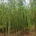 出售定植二次发帽垂柳，旱柳，规格全，冠副大基地直供。