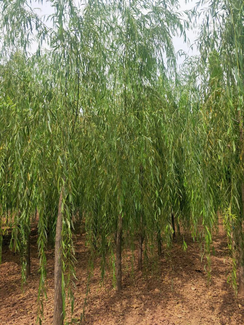 出售定植二次发帽垂柳，旱柳，规格全，冠副大基地直供。
