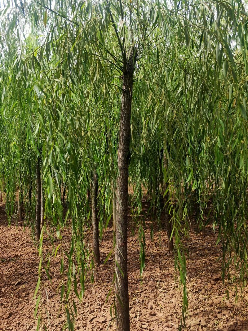出售定植二次发帽垂柳，旱柳，规格全，冠副大基地直供。