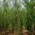 出售定植二次发帽垂柳，旱柳，规格全，冠副大基地直供。