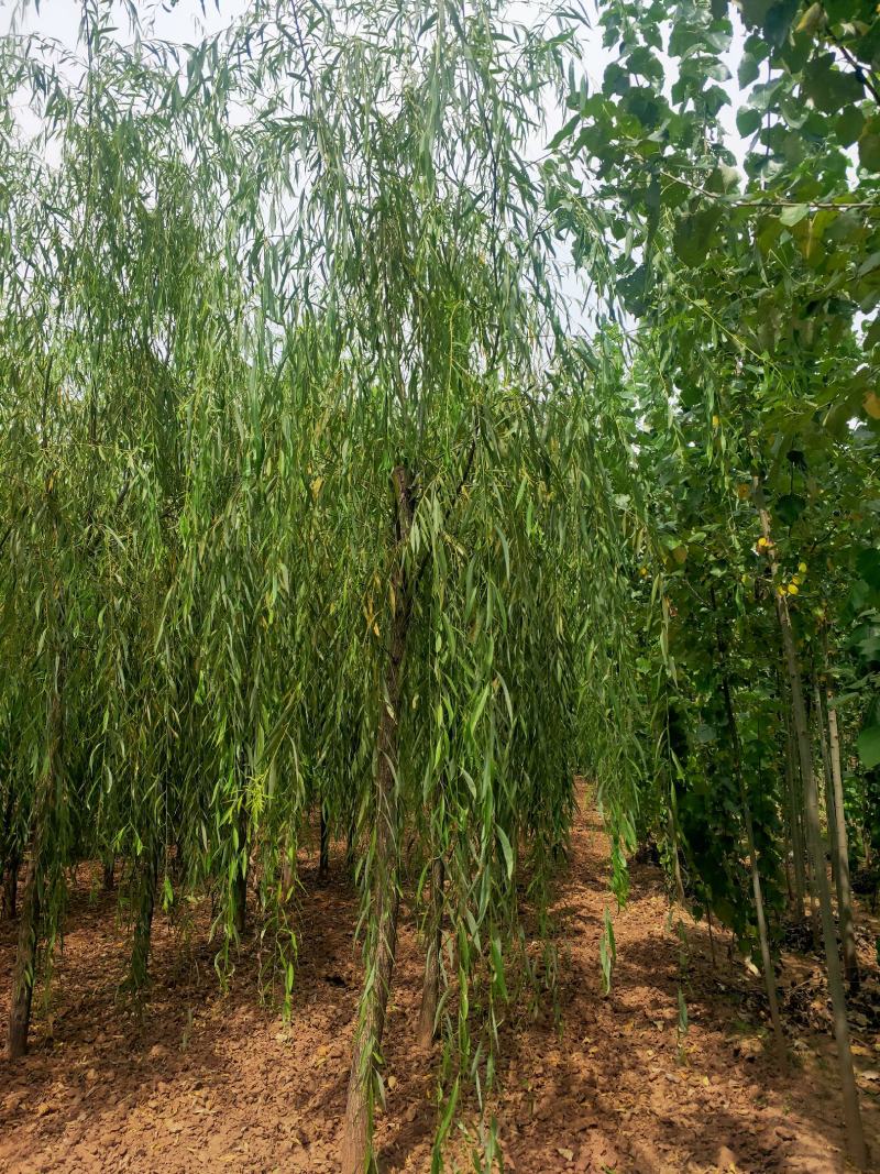 出售定植二次发帽垂柳，旱柳，规格全，冠副大基地直供。