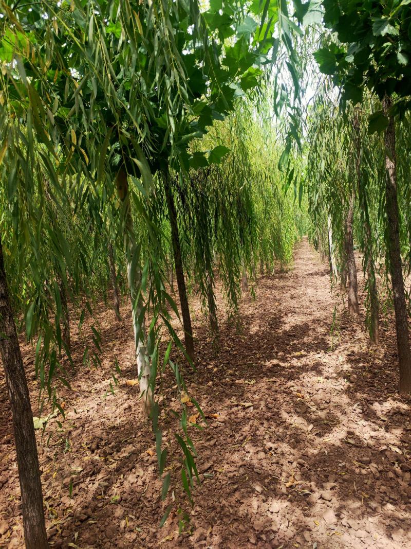出售定植二次发帽垂柳，旱柳，规格全，冠副大基地直供。
