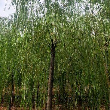 出售定植二次发帽垂柳，旱柳，规格全，冠副大基地直供。