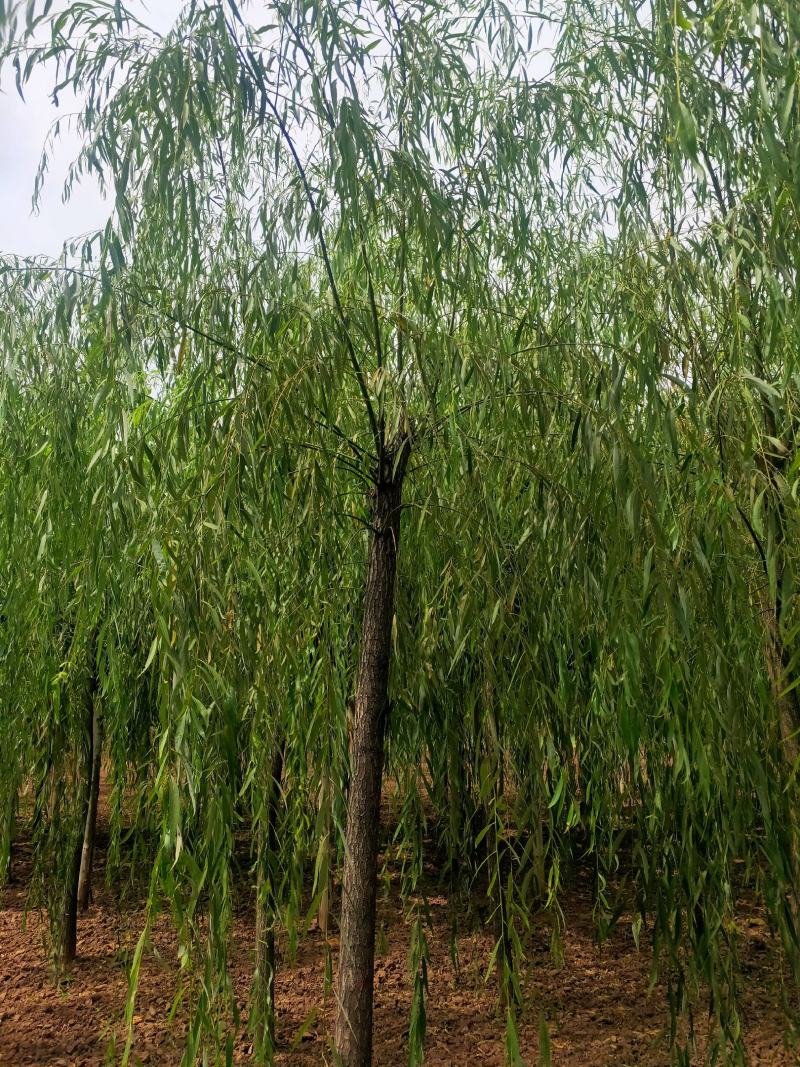 出售定植二次发帽垂柳，旱柳，规格全，冠副大基地直供。