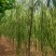 出售定植二次发帽垂柳，旱柳，规格全，冠副大基地直供。