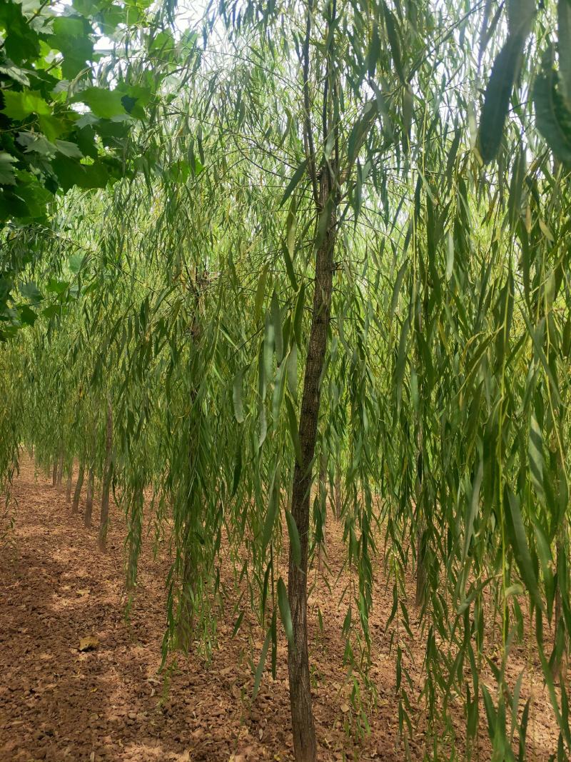 出售定植二次发帽垂柳，旱柳，规格全，冠副大基地直供。