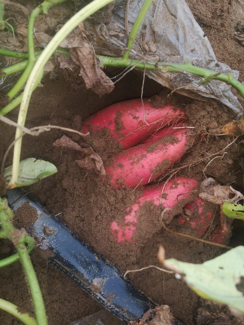 纯沙地烟薯25，200亩