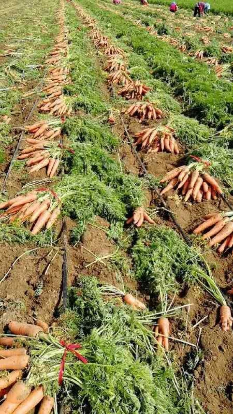 全秧毛货红萝卜0.45走车价格实惠全国发货