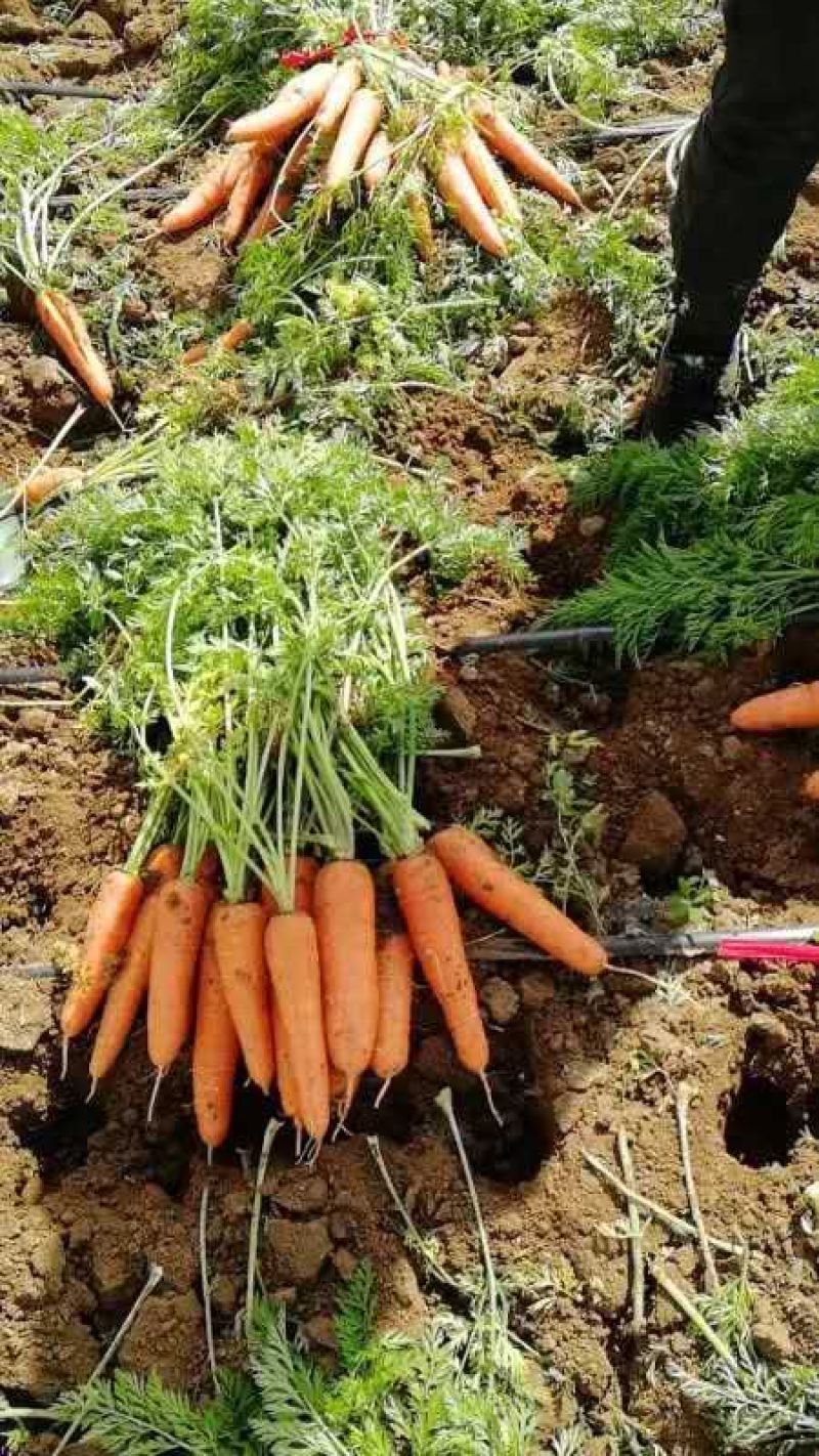 全秧毛货红萝卜0.45走车价格实惠全国发货